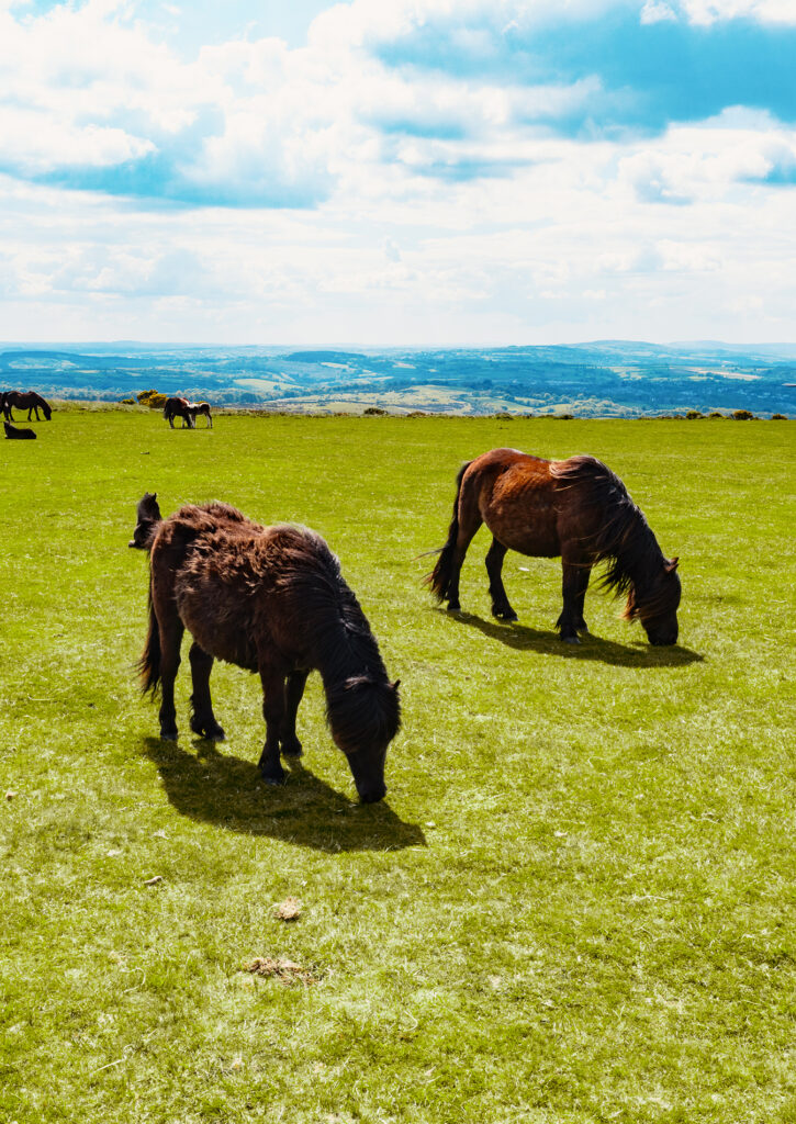 Exmoor Ponies