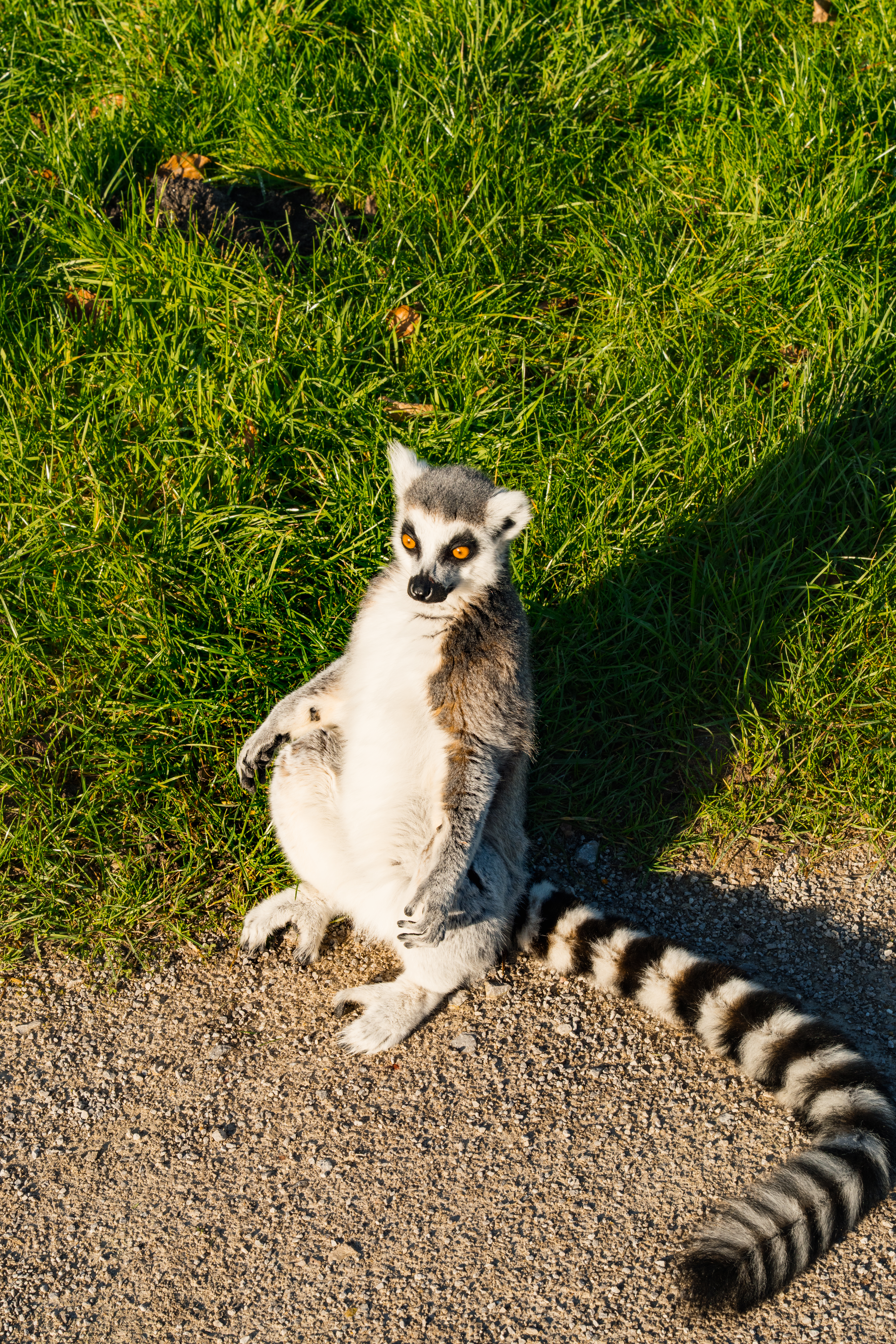 Best places to visit in the Peak District: Peak Wildlife Park